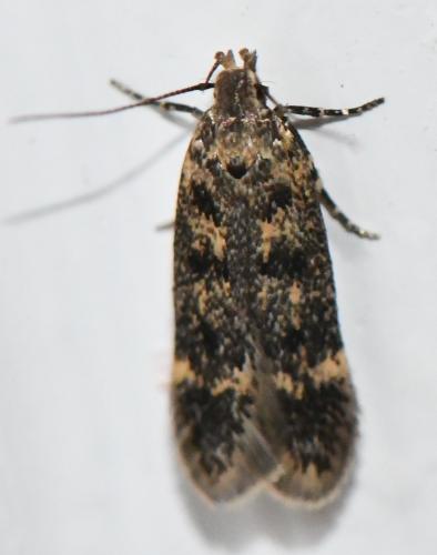 Bryotropha sp.
